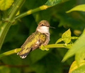 2022 09 12 LongFellowGardens 019